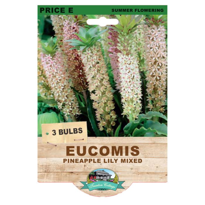 Eucomis Pineapple Lily Mixed (Pack of 3 Bulbs) - Happy Valley Seeds