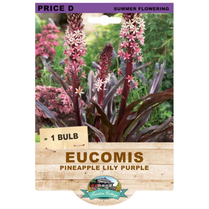 Eucomis Pineapple Lily Purple (Pack of 1 Bulb) - Happy Valley Seeds
