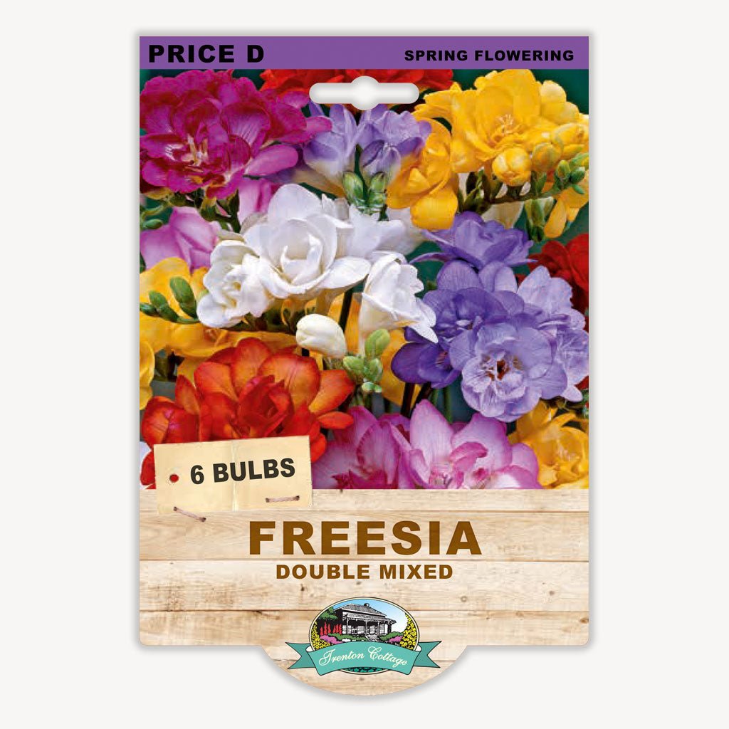 Freesia Double Mixed (Pack of 6 Bulbs) - Happy Valley Seeds