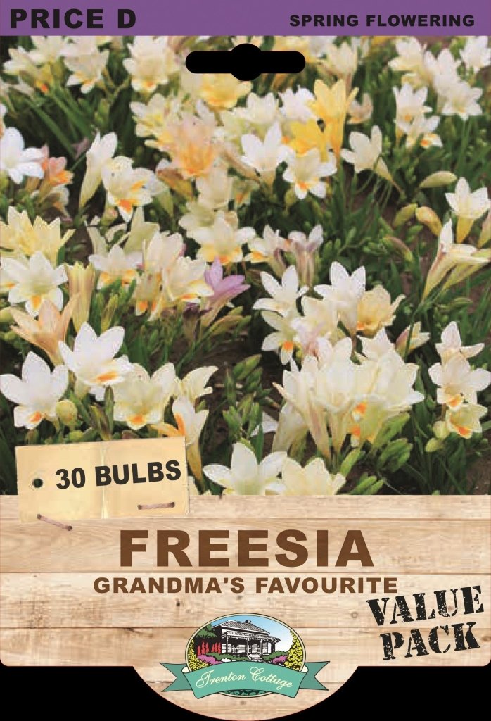 Freesia Grandma's Favourites (Pack of 30 Bulbs) - Happy Valley Seeds