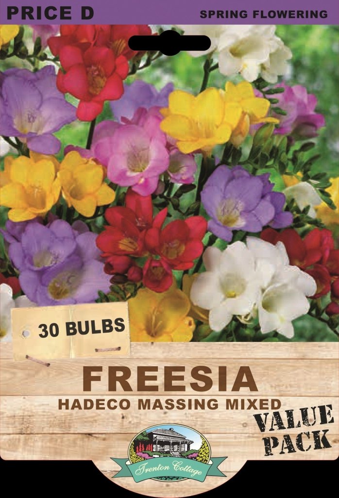 Freesia Hadeco Massing Mixed (Pack of 30 Bulbs) - Happy Valley Seeds