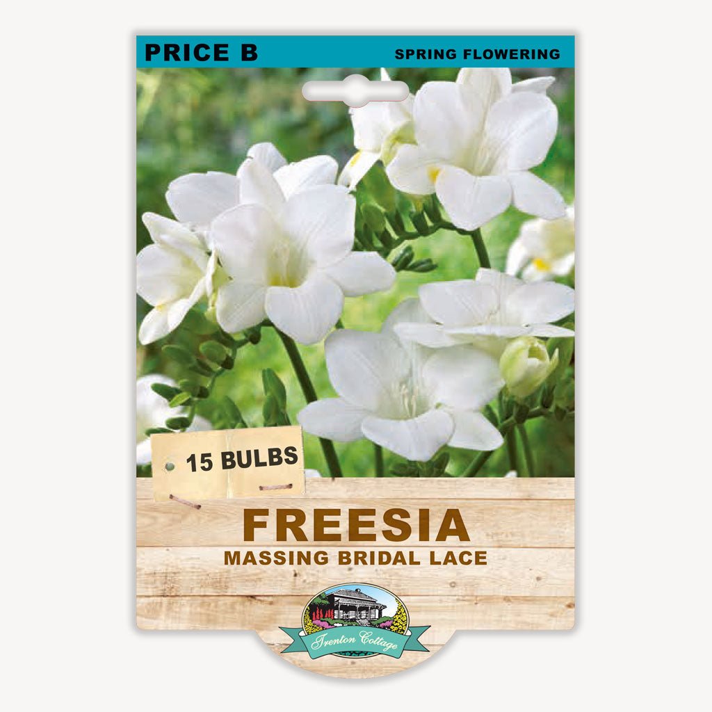 Freesia Massing Bridal Lace (Pack of 15 Bulbs) - Happy Valley Seeds