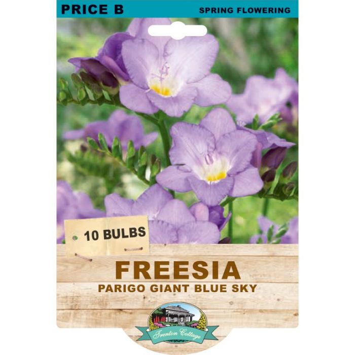 Freesia Parigo Giant Blue Sky (Pack of 10 Bulbs) - Happy Valley Seeds