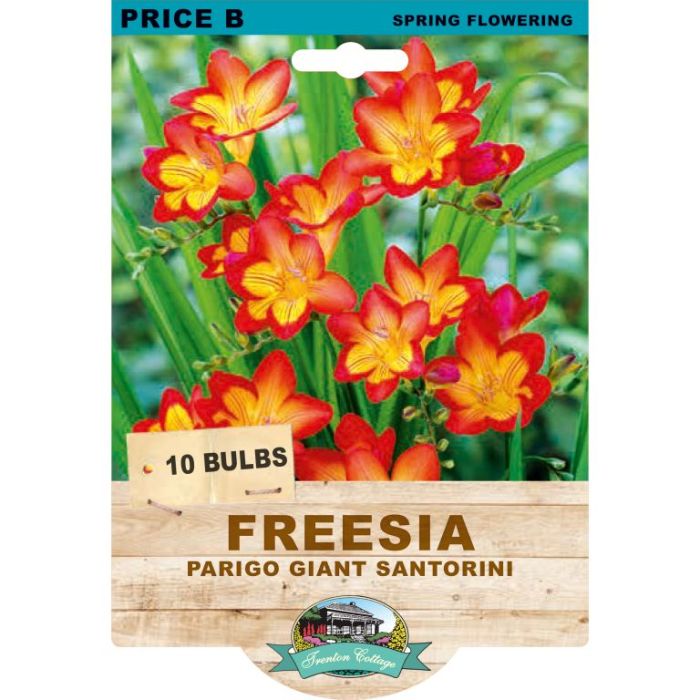 Freesia Parigo Giant Santorini (Pack of 10 Bulbs) - Happy Valley Seeds