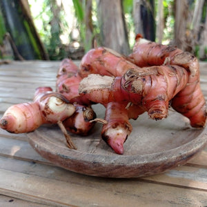Galangal Thai Red Rhizome