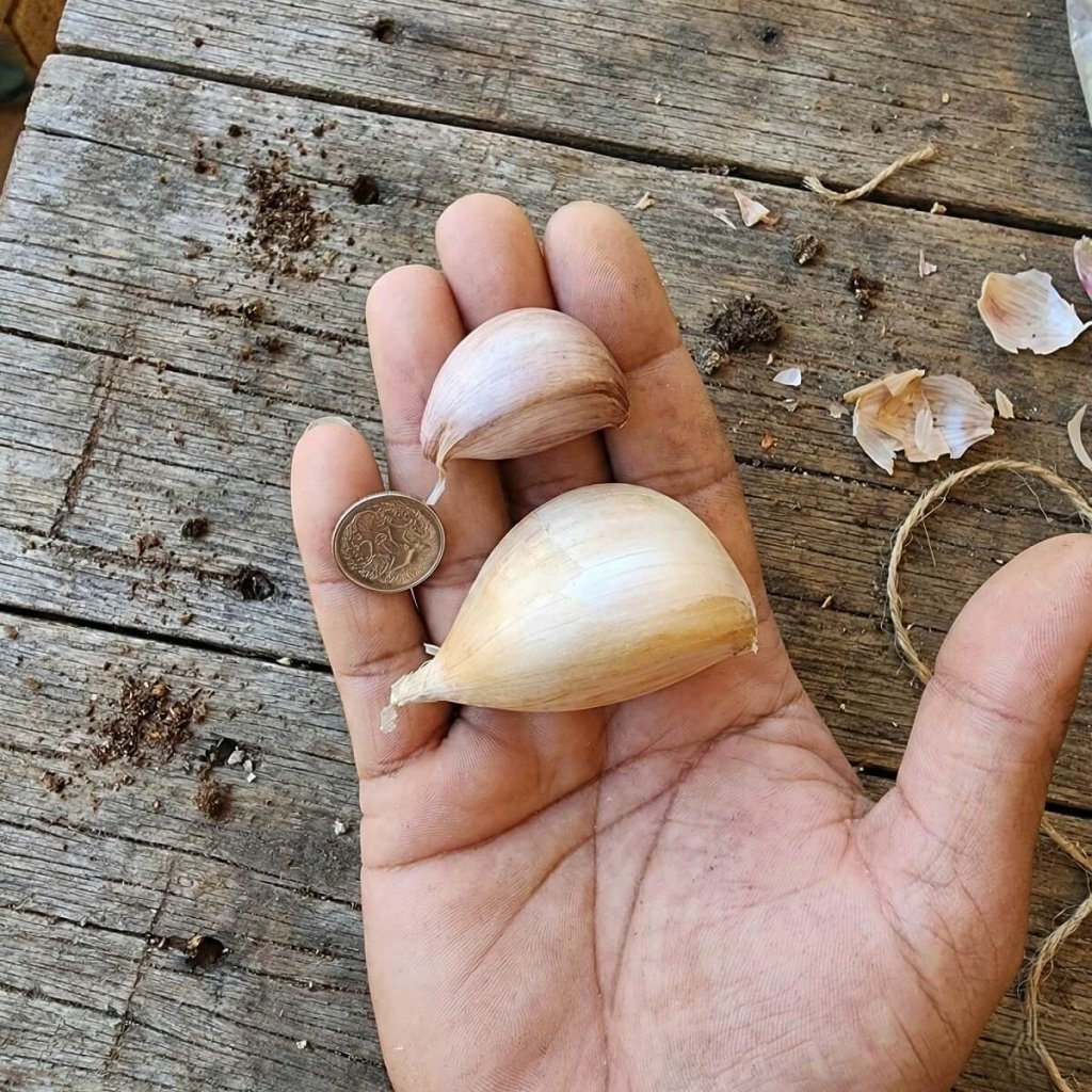 Garlic - Elephant (Russian) Cloves - Happy Valley Seeds