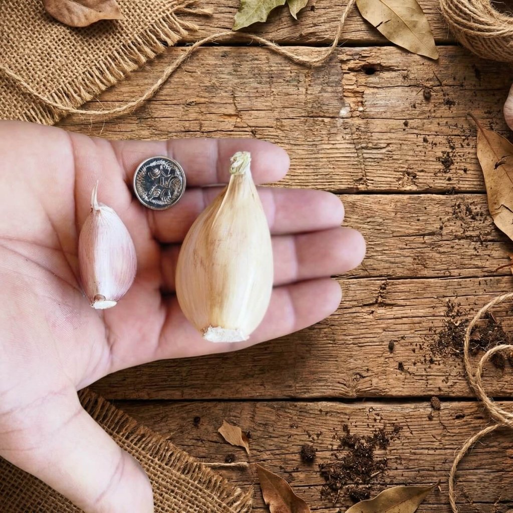 Garlic - Elephant (Russian) Cloves - Happy Valley Seeds