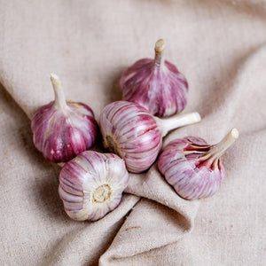 Garlic - Glamour Bulbs