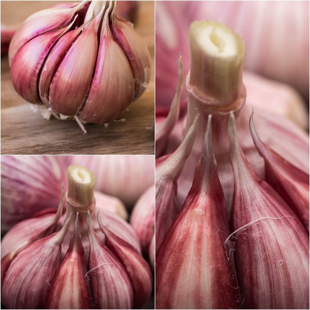 Garlic - Italian Pink (2 Bulbs) - Happy Valley Seeds