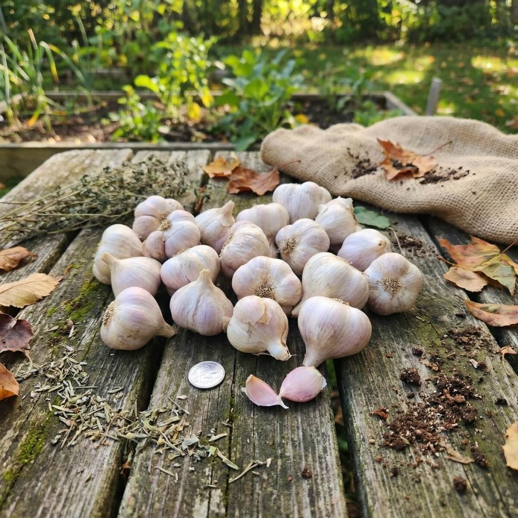 Garlic - Lismore Red Bulbs - Happy Valley Seeds