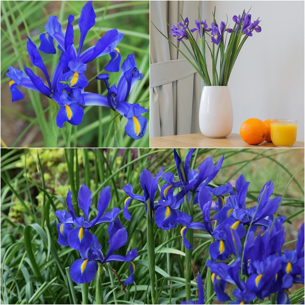 Gift Bag - Dutch Iris Blue (Pack of 25 Bulbs) - Happy Valley Seeds