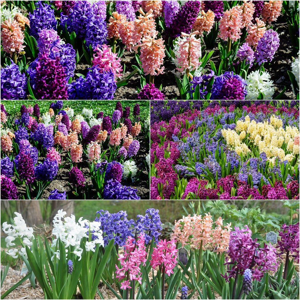 Gift Bag - Hyacinth Mixed (Pack of 10 Bulbs) - Happy Valley Seeds