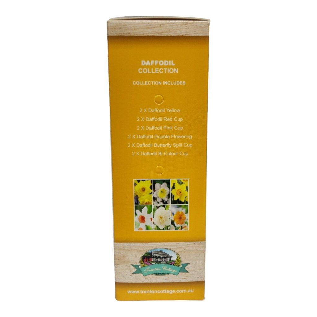 Gift Box - Daffodil Collection (Pack of 12 Bulbs) - Happy Valley Seeds