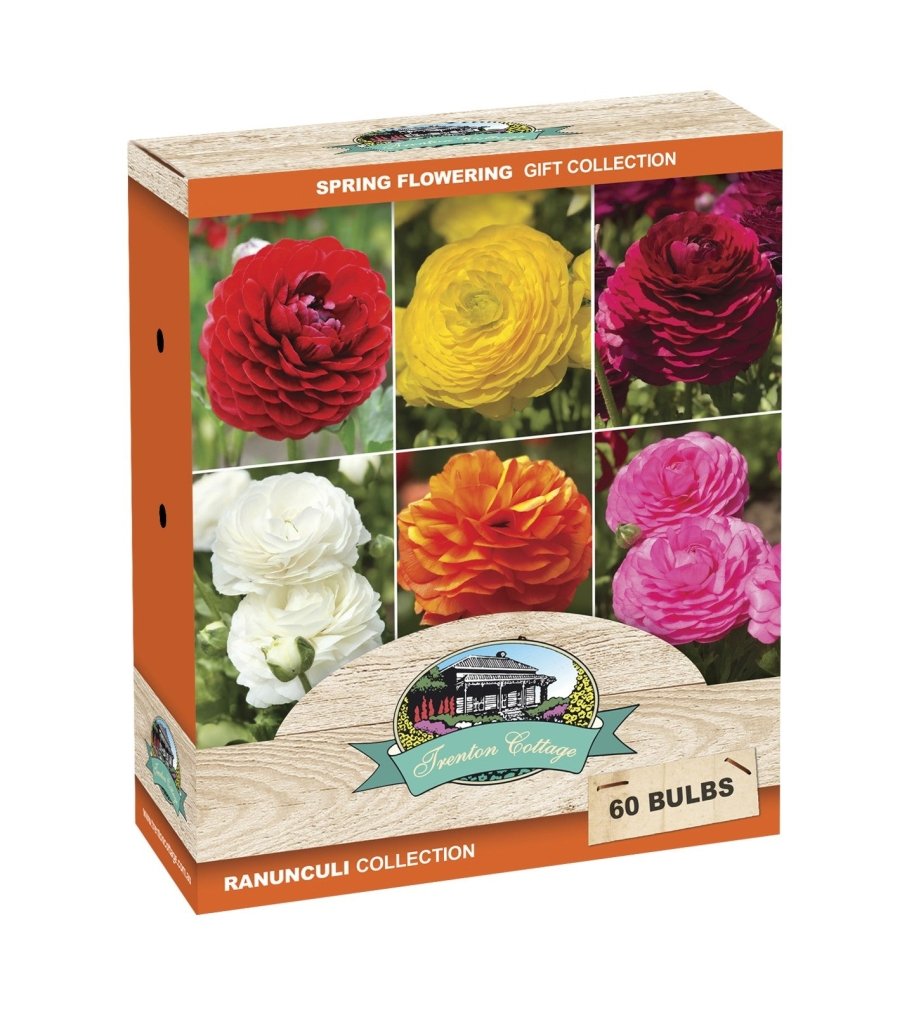Gift Box - Ranunculi Collection (Pack of 60 Bulbs) - Happy Valley Seeds