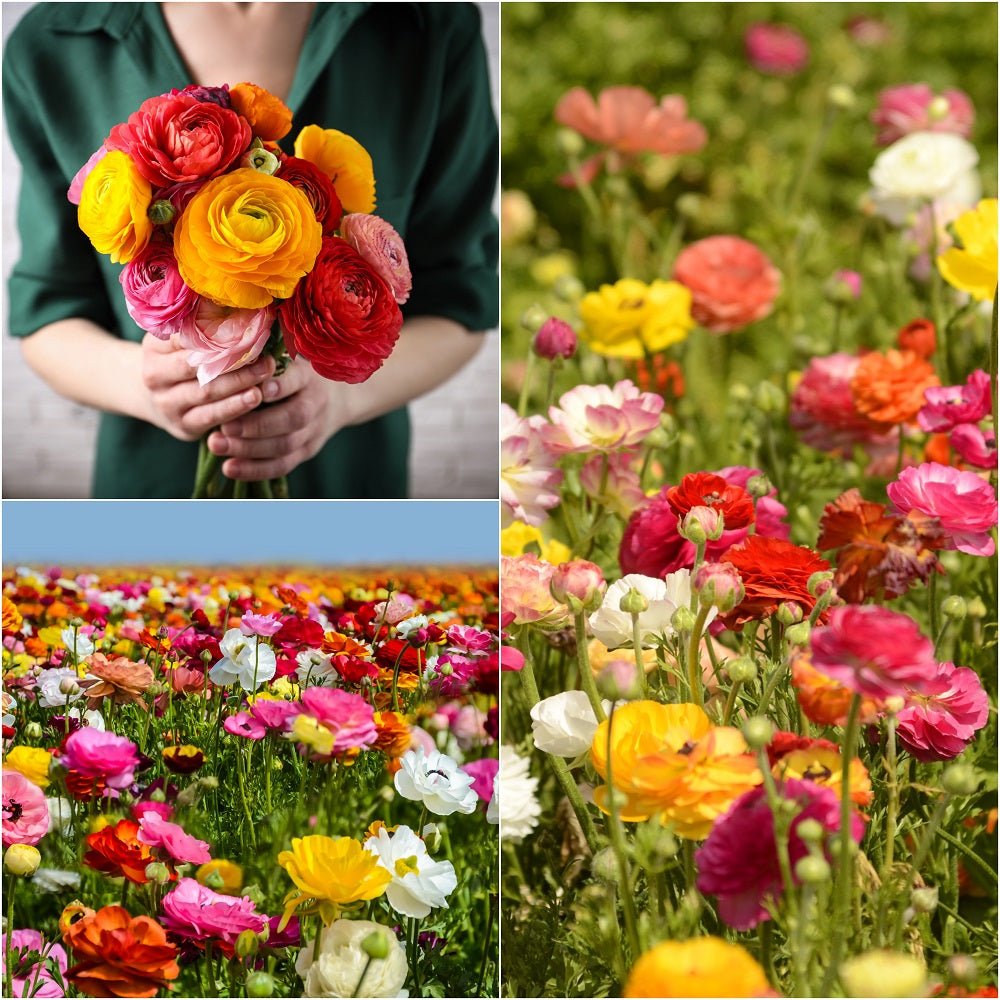 Gift Box - Ranunculi Collection (Pack of 60 Bulbs) - Happy Valley Seeds