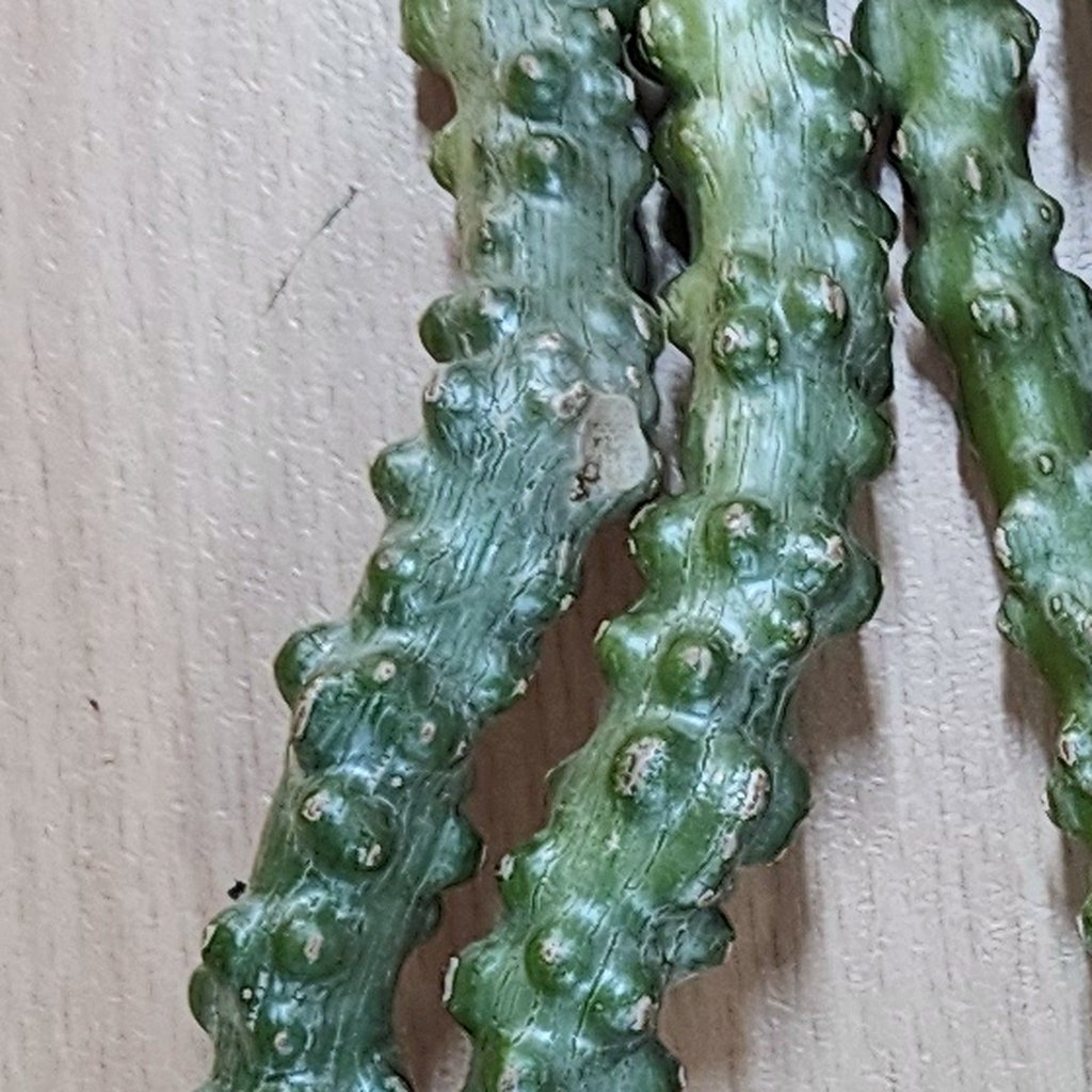 Giloy (Guduchi) Vine Cuttings - Happy Valley Seeds