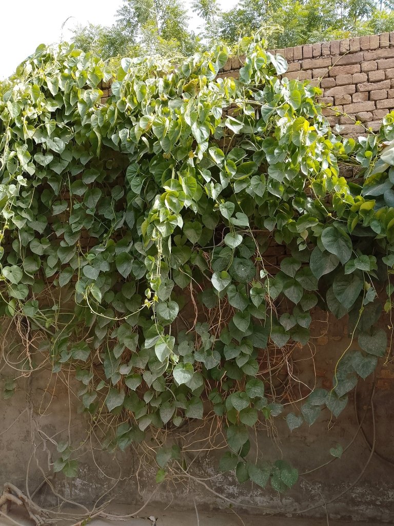Giloy (Guduchi) Vine Cuttings - Happy Valley Seeds