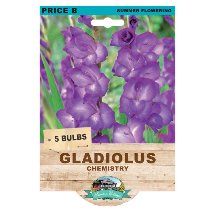 Gladioli Chemistry (Pack of 5 Bulbs) - Happy Valley Seeds