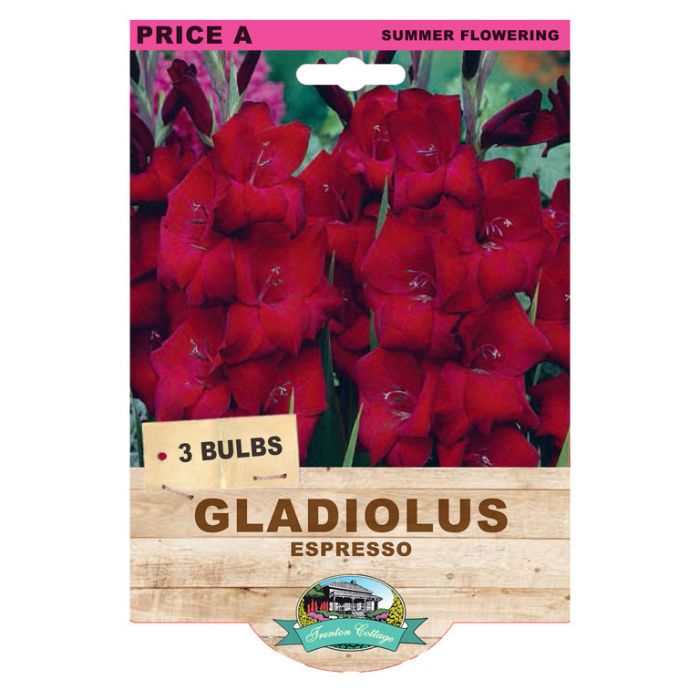 Gladioli Espresso (Pack of 3 Bulbs) - Happy Valley Seeds