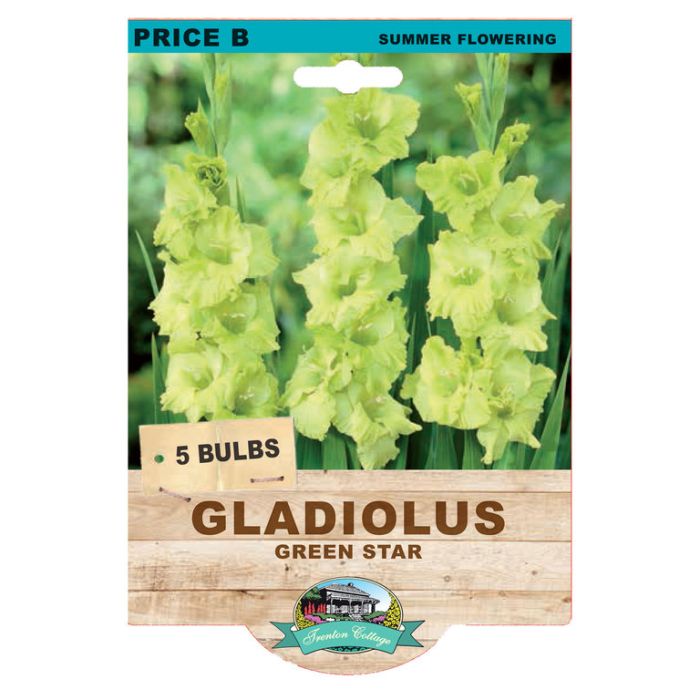 Gladioli Green Star (Pack of 5 Bulbs) - Happy Valley Seeds