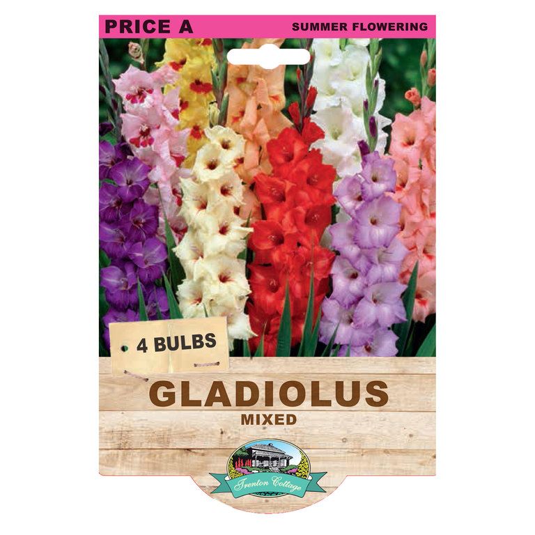 Gladioli Mixed (Pack of 4 Bulbs) - Happy Valley Seeds