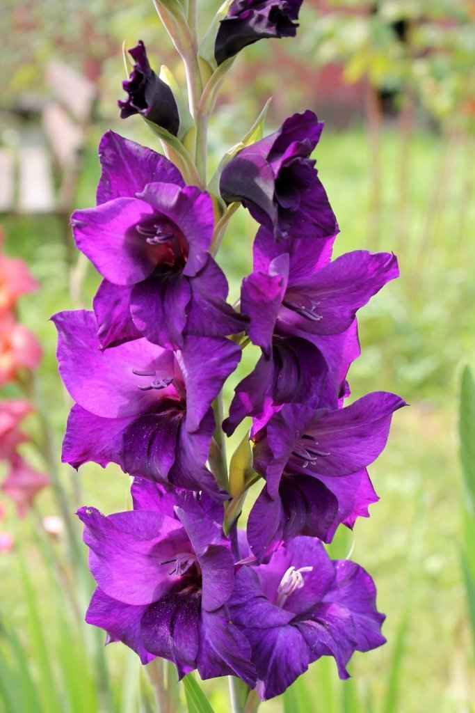 Gladioli Natan (Pack of 5 Bulbs) - Happy Valley Seeds