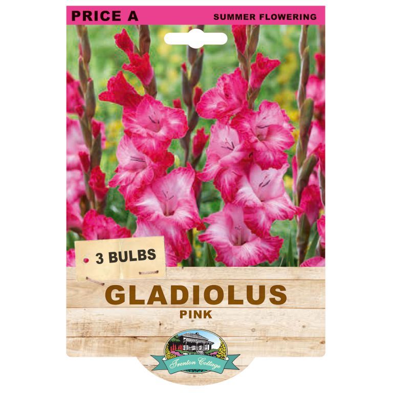 Gladioli Pink (Pack of 3 Bulbs) - Happy Valley Seeds