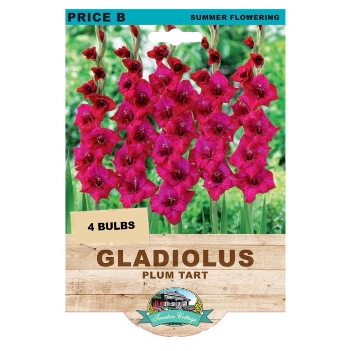 Gladioli Plum Tart (Pack of 4 Bulbs) - Happy Valley Seeds