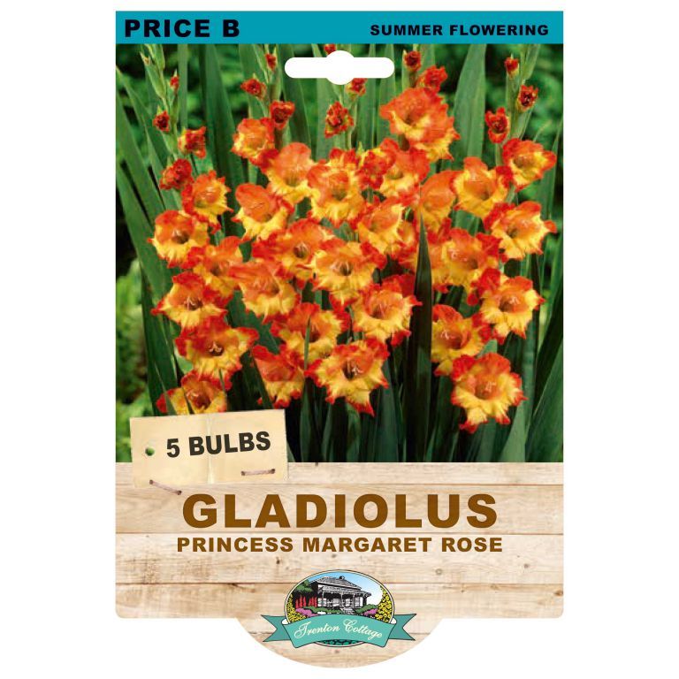 Gladioli Princess Margaret Rose (Pack of 5 Bulbs) - Happy Valley Seeds