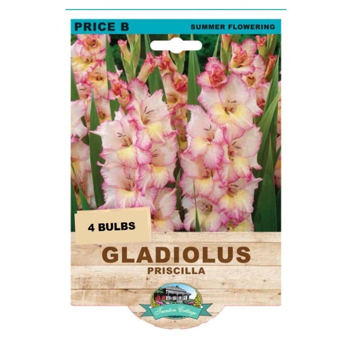 Gladioli Priscilla (Pack of 4 Bulbs) - Happy Valley Seeds