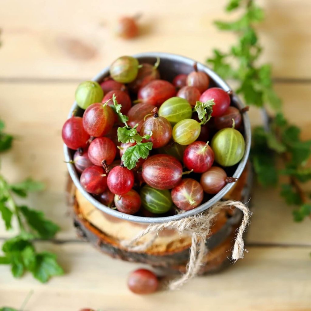 Gooseberry Thornless (Pack of 1 Cane) - Happy Valley Seeds