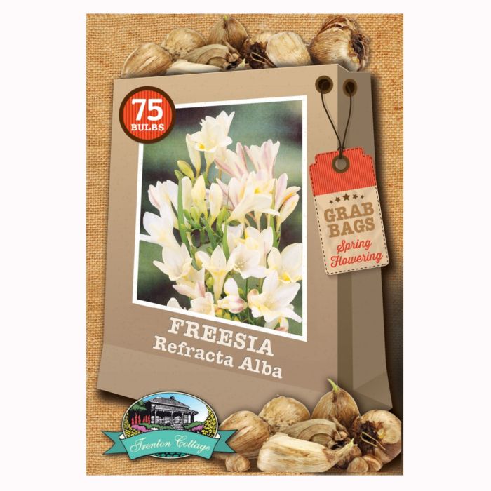 Grab Bag - Freesia Refracta Alba (Pack of 75 Bulbs) - Happy Valley Seeds
