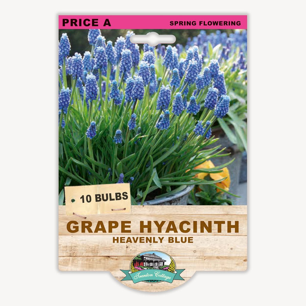 Grape Hyacinth Heavenly Blue (Pack of 10 Bulbs) - Happy Valley Seeds