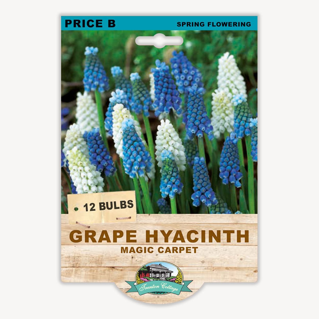 Grape Hyacinth Magic Carpet (Pack of 12 Bulbs) - Happy Valley Seeds