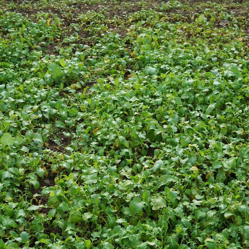 Green Manure - Biofumigation Mix seeds - Happy Valley Seeds