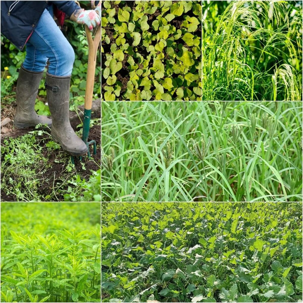 Green Manure Mix seeds - Spring Summer - Happy Valley Seeds