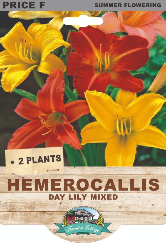 Hemerocallis Daylily Mixed (Pack of 2) - Happy Valley Seeds