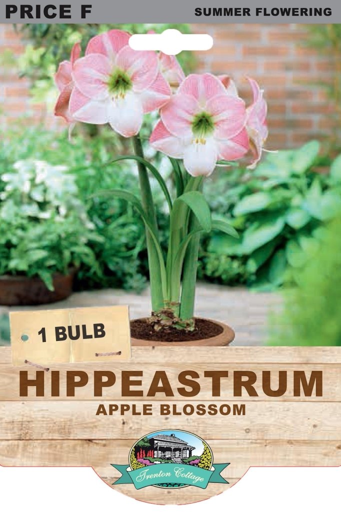 Hippeastrum Apple Blossom (Pack of 1 Bulb) - Happy Valley Seeds