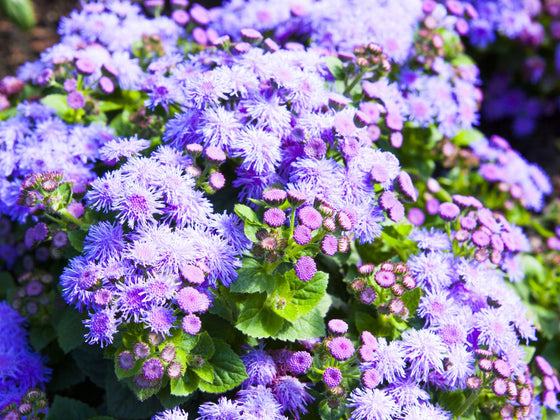 Ageratum