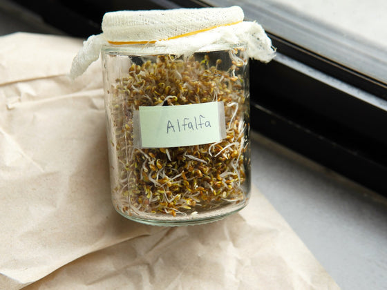 Alfalfa Sprouts