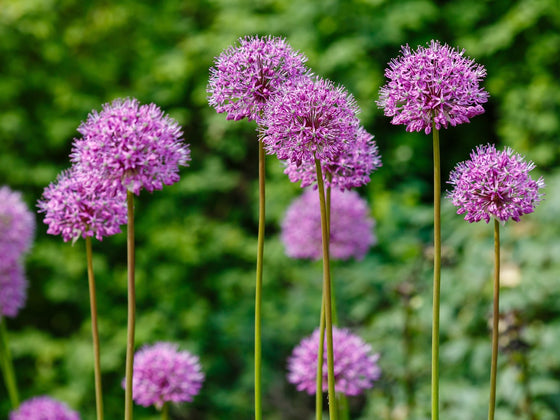 Allium