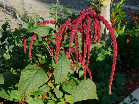 Amaranth Flower