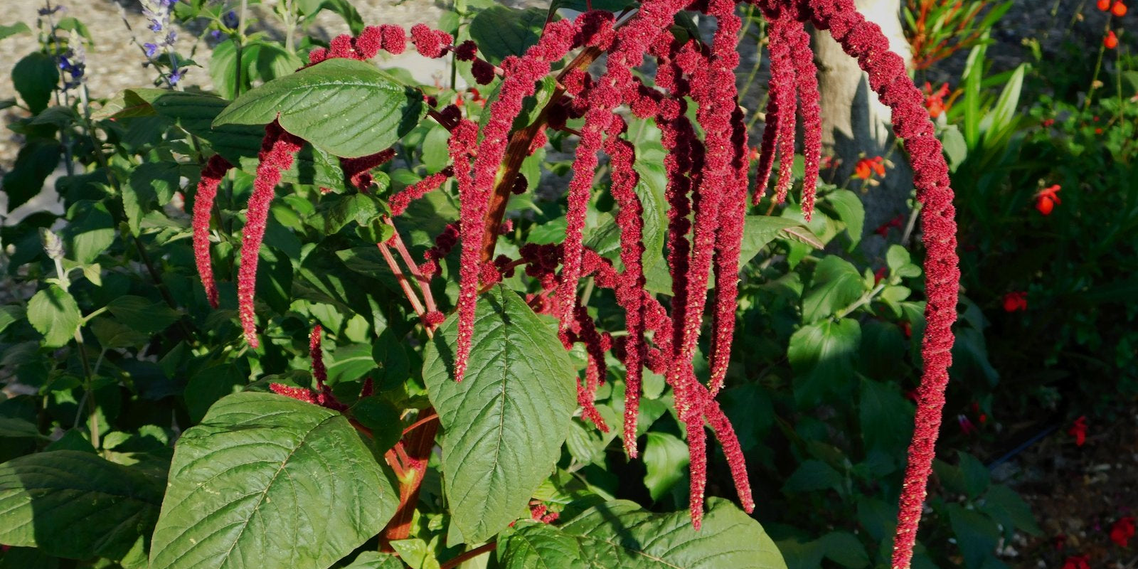 How to Grow Amaranth Flowers in Australia