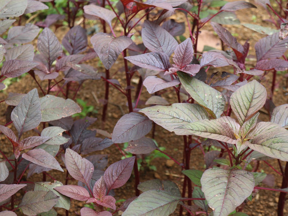 Amaranth