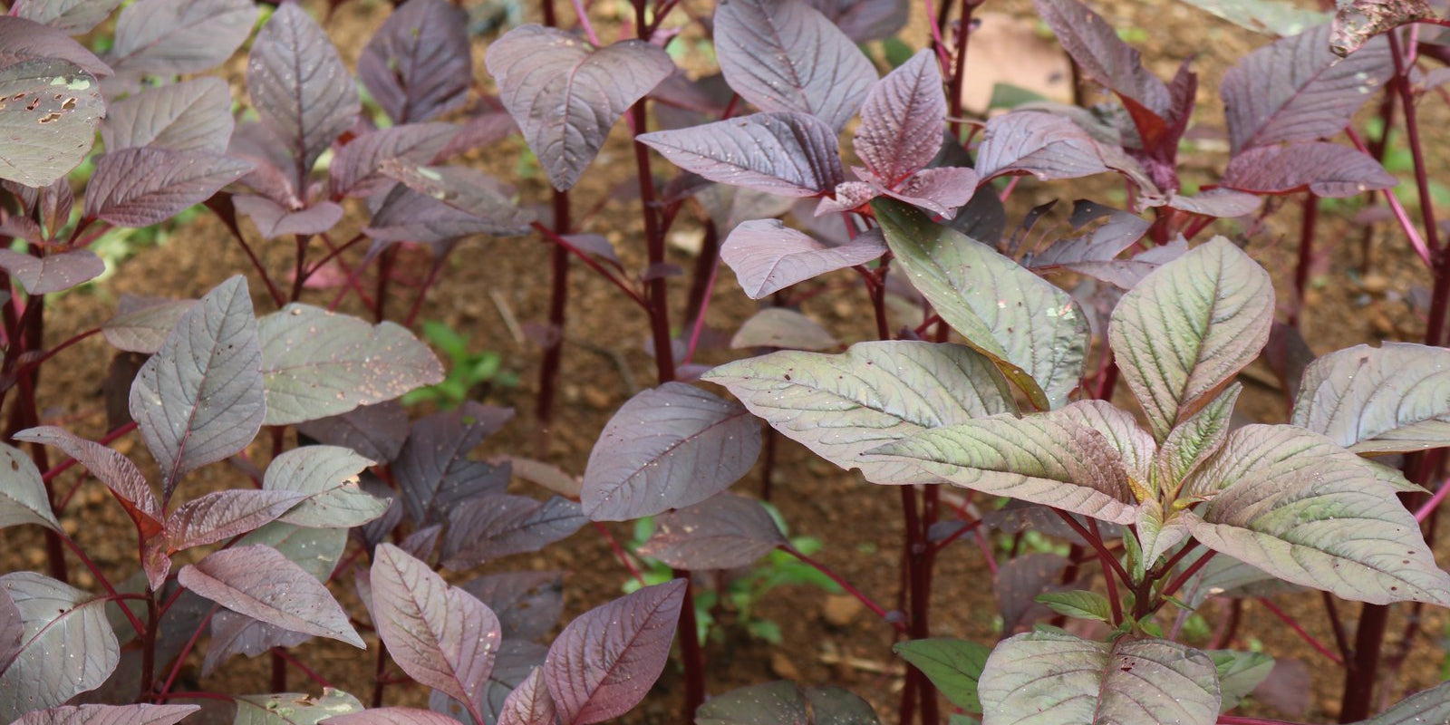How to Grow Amaranth in Australia