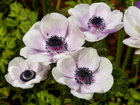 Anemone