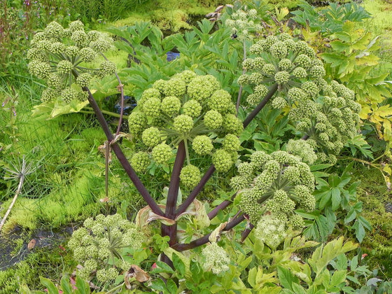 Angelica