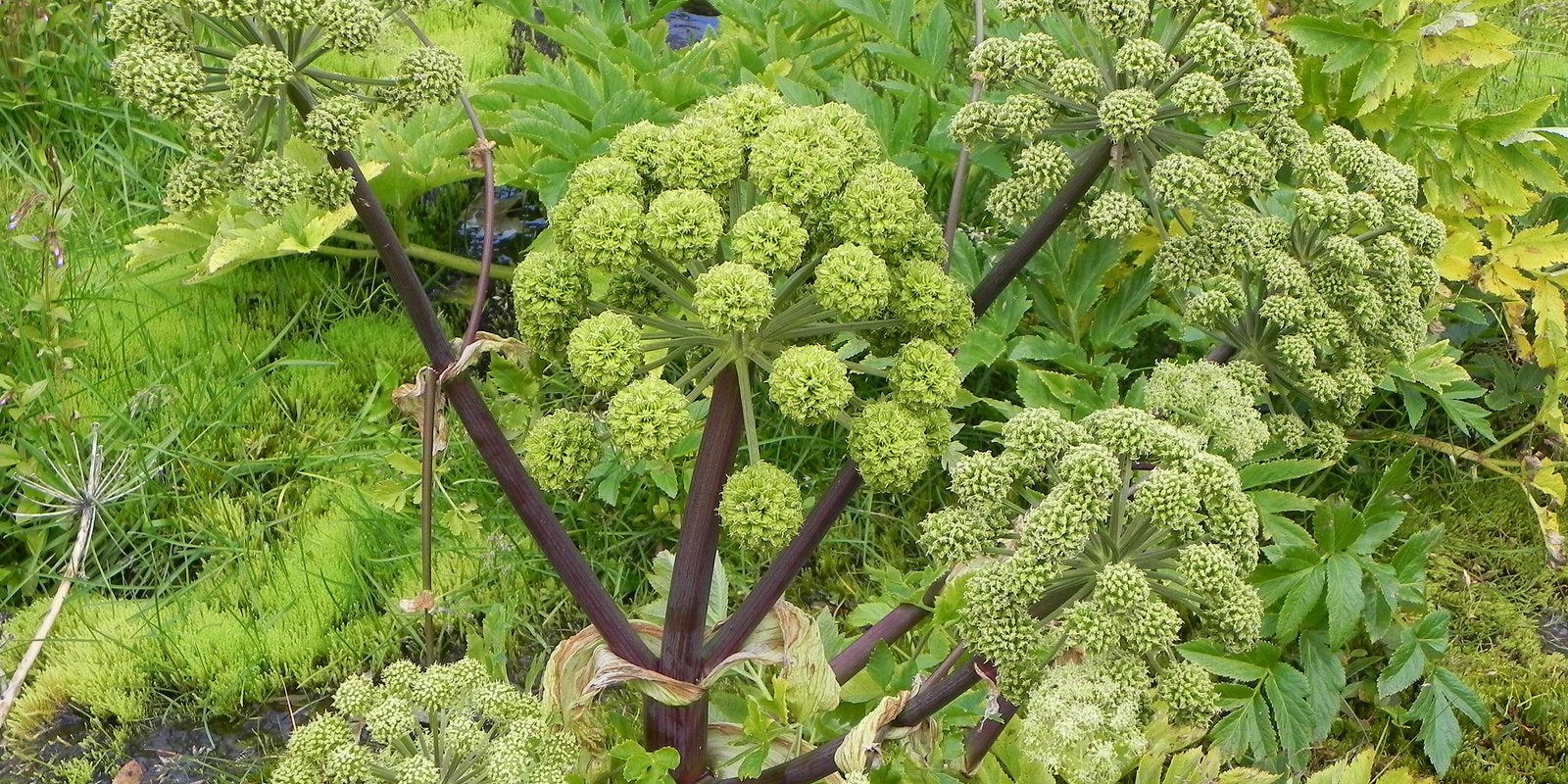 How to Grow Angelica in Australia