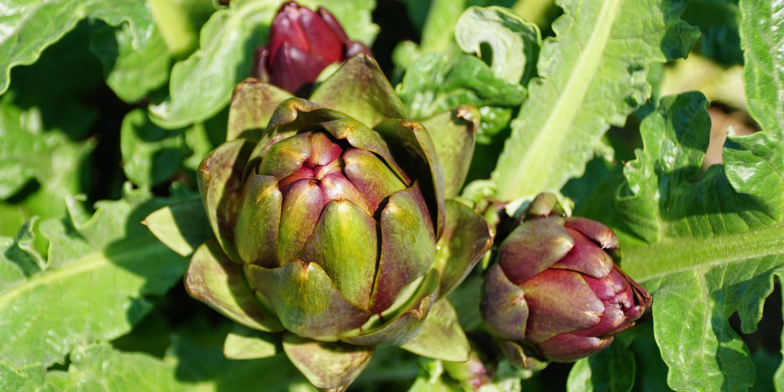 How to Grow Artichokes in Australia