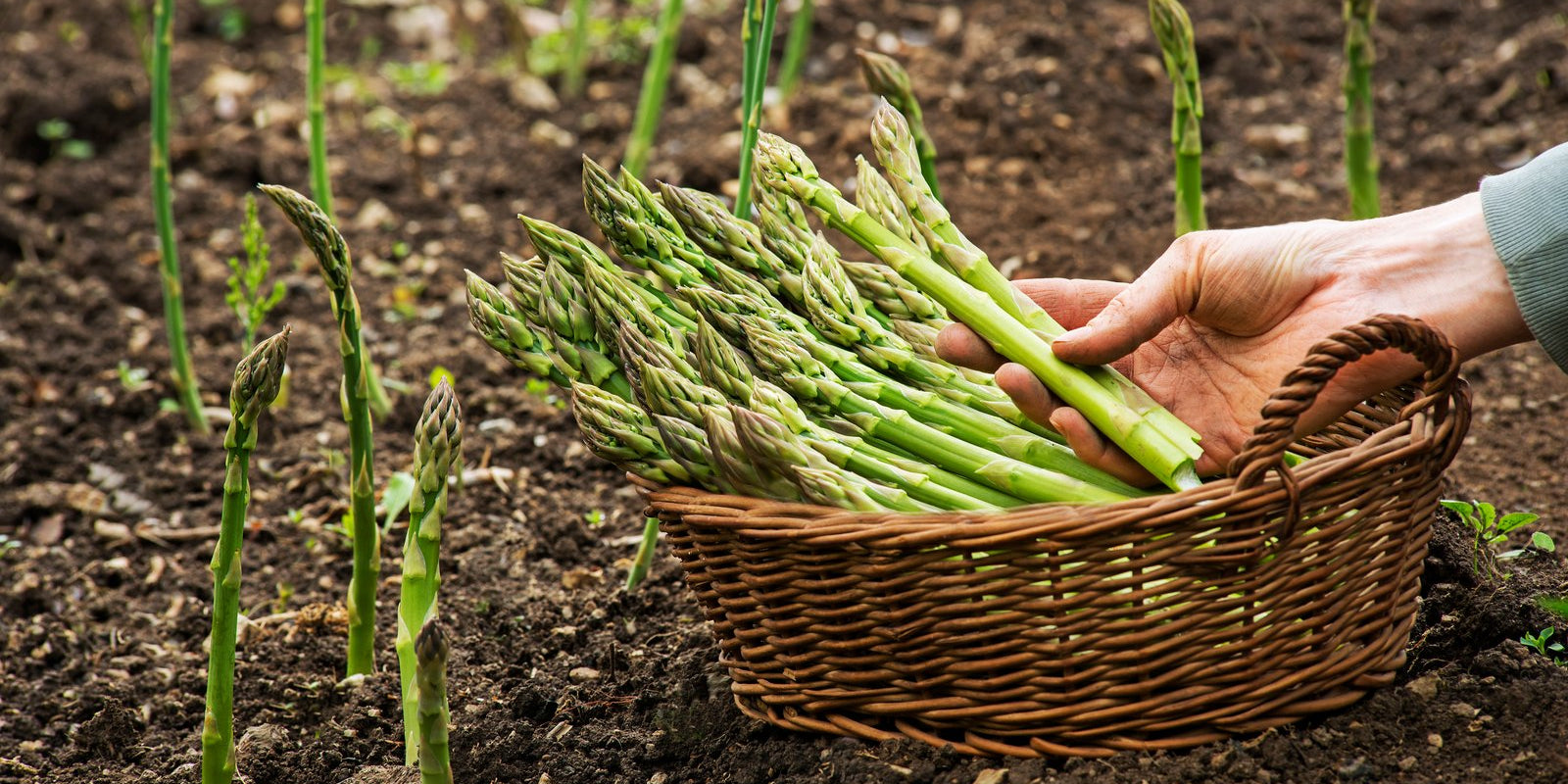 How to Grow Asparagus in Australia